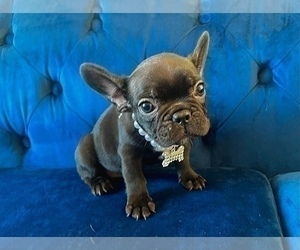 French Bulldog Puppy for sale in UNIVERSAL CITY, CA, USA