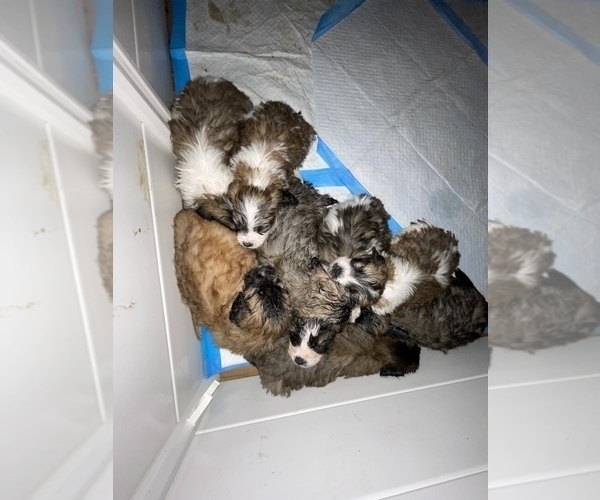 Medium Photo #21 Saint Berdoodle Puppy For Sale in SHELTON, WA, USA