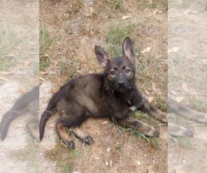 German Shepherd Dog Puppy for sale in SMITHS STATION, AL, USA