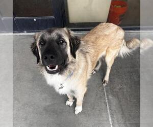 Anatolian Shepherd Dogs for adoption in Denver, CO, USA