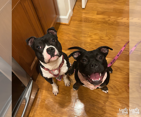 Medium Photo #8 Mutt Puppy For Sale in Washington, DC, USA