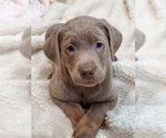Small Photo #4 Labrador Retriever Puppy For Sale in CHEHALIS, WA, USA