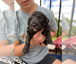 Small Photo #2 Goldendoodle Puppy For Sale in CHAMPION, NC, USA