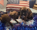 Small #15 Boxer