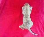 Small #3 American Bully