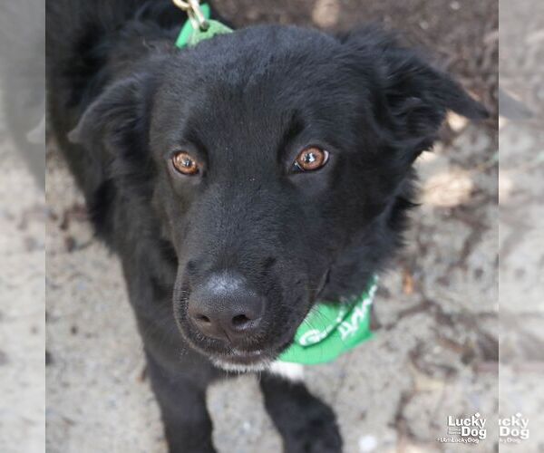 Medium Photo #6 Retriever -Unknown Mix Puppy For Sale in Washington, DC, USA
