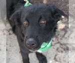 Small #5 Retriever  Mix