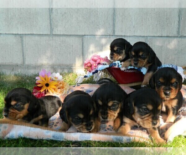 Medium Photo #6 Cavalier King Charles Spaniel Puppy For Sale in CLARE, MI, USA