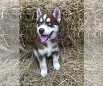 Small Photo #3 Siberian Husky Puppy For Sale in NEW PORT RICHEY, FL, USA