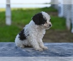 Small #3 Poodle (Toy)