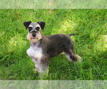Small Photo #1 Schnauzer (Miniature) Puppy For Sale in SYRACUSE, IN, USA