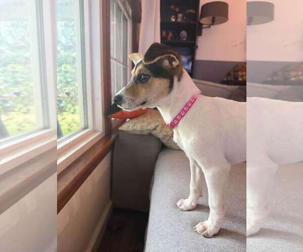 Medium Photo #14 American Pit Bull Terrier-Jack Russell Terrier Mix Puppy For Sale in Oakhurst, NJ, USA