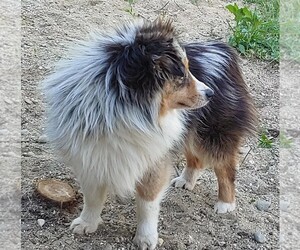 Father of the Miniature Australian Shepherd puppies born on 03/11/2025