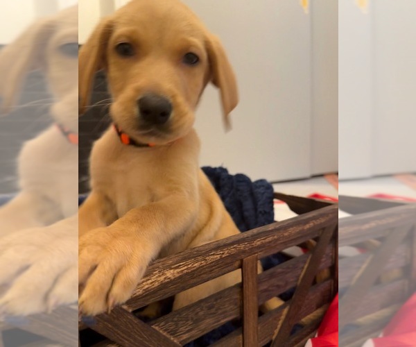 Medium Photo #2 Labrador Retriever Puppy For Sale in ELKTON, MD, USA