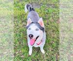 LOBO - Male Siberian Husky Dog for Adoption - Small photo