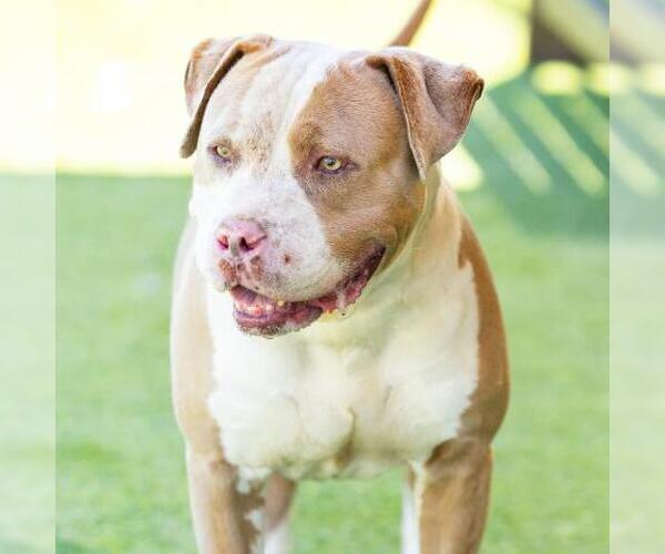 Medium Photo #1 Mutt Puppy For Sale in Camarillo, CA, USA