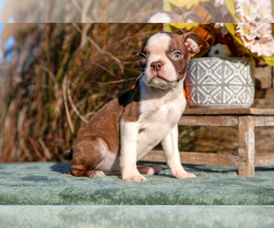 Boston Terrier Litter for sale in MILLERSBURG, OH, USA