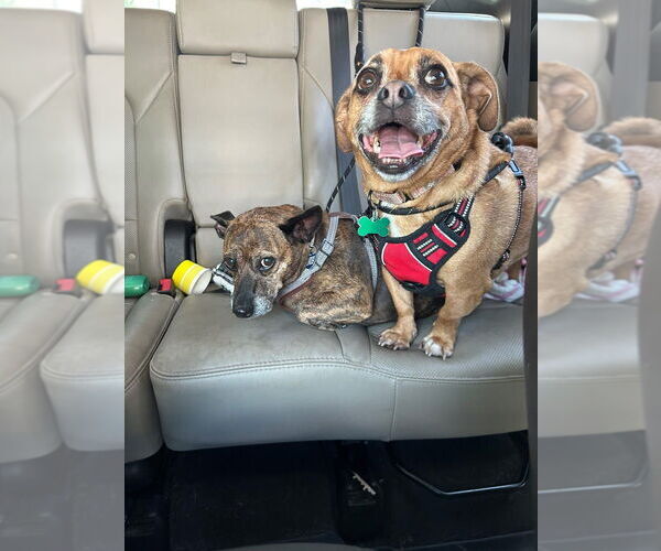 Medium Photo #2 Dachshund-Jack Russell Terrier Mix Puppy For Sale in Springdale, PA, USA