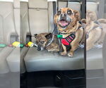 Small #1 Dachshund-Jack Russell Terrier Mix