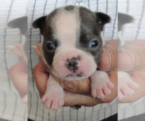 Medium Boston Terrier