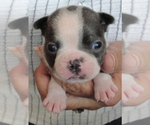 Puppy Bogie Boston Terrier