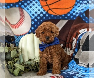 Poodle (Miniature) Puppy for sale in NEW HOLLAND, PA, USA