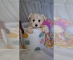 Small Photo #8 Schnauzer (Miniature) Puppy For Sale in WINDYVILLE, MO, USA