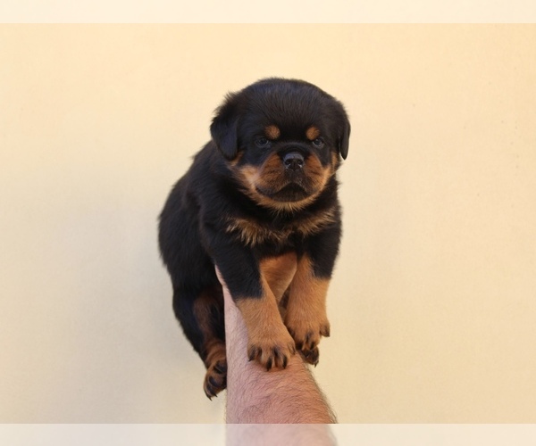 Medium Photo #4 Rottweiler Puppy For Sale in LA TUNA CANYON, CA, USA
