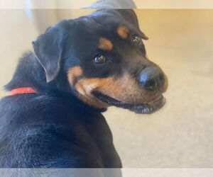 Rottweiler Dogs for adoption in Lewistown, PA, USA