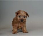 Small Photo #2 Maltese-Morkie Mix Puppy For Sale in WARSAW, IN, USA