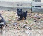 Small Photo #2 Pomeranian Puppy For Sale in DINWIDDIE, VA, USA