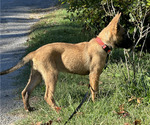 Small #3 Belgian Malinois