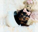 Small Photo #9 Pomeranian Puppy For Sale in PEMBROKE PINES, FL, USA