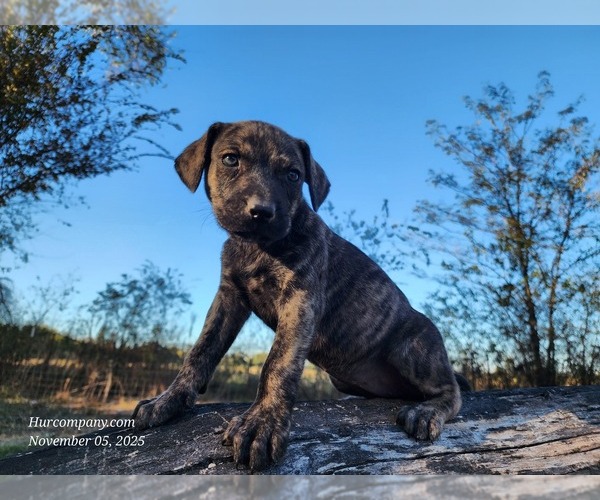 Medium Photo #7 Catahoula Leopard Dog Puppy For Sale in CUMBY, TX, USA