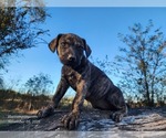 Small #6 Catahoula Leopard Dog