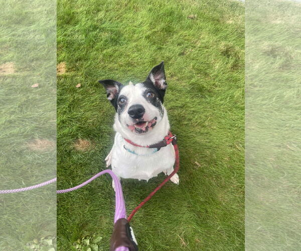 Medium Photo #6 American Pit Bull Terrier-Unknown Mix Puppy For Sale in Tacoma, WA, USA