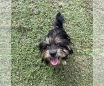 Small #1 Mutt