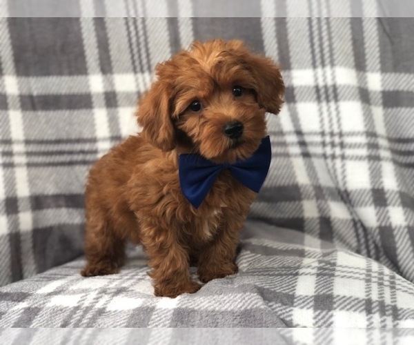 Medium Photo #1 Shih Tzu-YorkiePoo Mix Puppy For Sale in LAKELAND, FL, USA