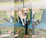 Small #2 Labrador Retriever