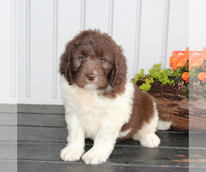 Newfypoo Puppy for sale in NEW PROVIDENCE, PA, USA