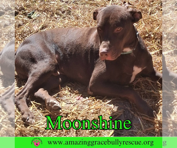 Medium Photo #3 Doberman Pinscher-Unknown Mix Puppy For Sale in Pensacola, FL, USA