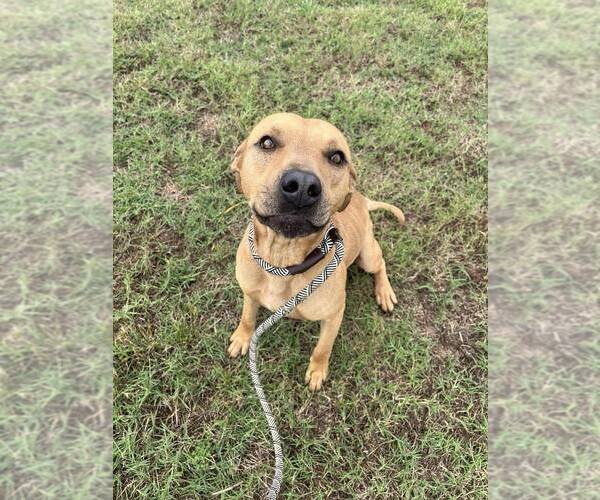 Medium Photo #1 Mutt Puppy For Sale in Abbeville, LA, USA