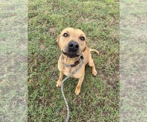 Mutt Dogs for adoption in Abbeville, LA, USA