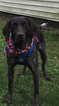 Small Photo #1 German Shorthaired Pointer Puppy For Sale in WHITNEY POINT, NY, USA