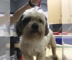Shih Tzu Dogs for adoption in Riverside, CA, USA