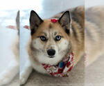 Small #1 Pomsky