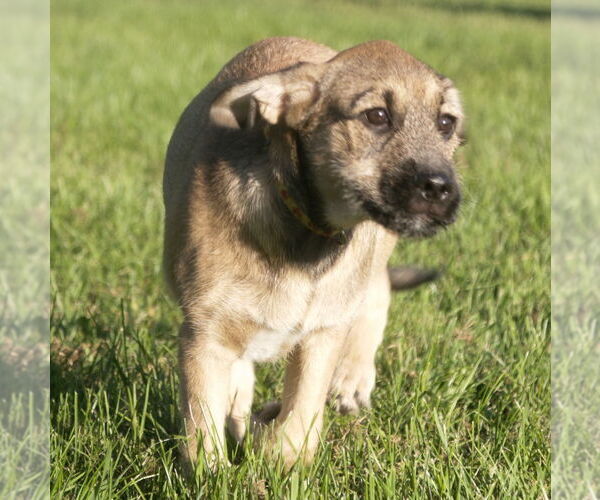 Medium Photo #9 Mutt Puppy For Sale in Brooklyn Center, MN, USA