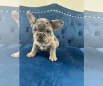 Small Photo #33 French Bulldog Puppy For Sale in CHARLESTON, SC, USA
