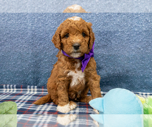 Goldendoodle (Miniature) Puppy for sale in ROY, UT, USA