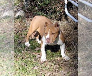 American Bully Puppy for sale in TUSCALOOSA, AL, USA